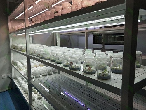 白碱滩植物组织培养实验室设计建设方案